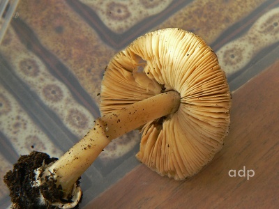 Volvariella speciosa, Alan Prowse